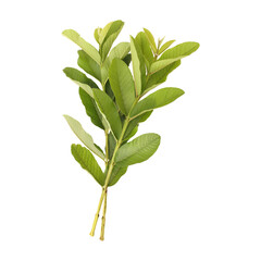 Fresh green guava leaves branch isolated on transparent backgroun