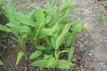 turmeric plant on pot in farm
