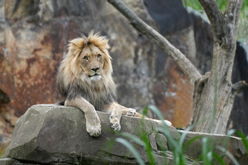  Löwe (Panthera leo) auf einem Stein, Fels, Männchen, Mähne, Pfote, Fell, Portrait,  © Johannes Kranich