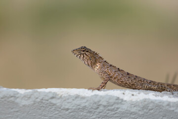 Fototapeta premium A Motionless Lizard