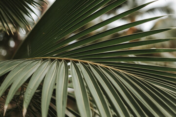 Close-Up of Natural Tropical Green Palm Leaf Texture: Detailed and Vibrant"
