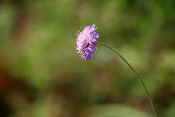 Lilac wildflower Knautia arvensis on a long stem.