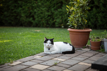 Sweet cat sits on backyard and waiting for its owners © Vitaliy
