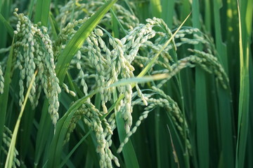 Japanese Rice is ripening all over the fields in Hiroshima Prefecture, Japan. Rice Fields in Hiroshima, Japan.