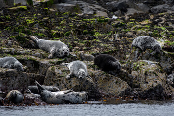 Colony With Group Of Atlantic Grey Seals (Halichoerus Grypus) On The Isle Of May In The Firth Of...