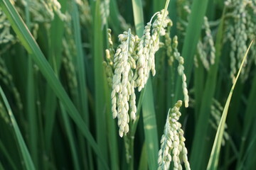Japanese Rice is ripening all over the fields in Hiroshima Prefecture, Japan. Rice Fields in Hiroshima, Japan.