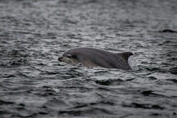 Fototapeta premium Bottlenose Dolphin (Delphinus Truncatus) In The Moray Firth At Chanonry Point Near Inverness In Scotland