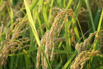 Japanese Rice is ripening all over the fields in Hiroshima Prefecture, Japan. Rice Fields in Hiroshima, Japan.