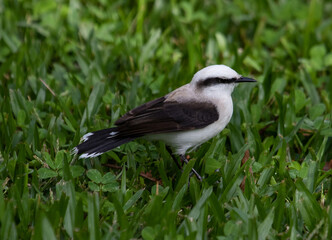  Black and white bird