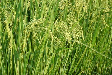 Japanese Rice is ripening all over the fields in Hiroshima Prefecture, Japan. Rice Fields in Hiroshima, Japan.