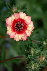 Red Blossom Of A Wild Rose And Closed Buds