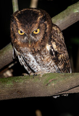 little owl