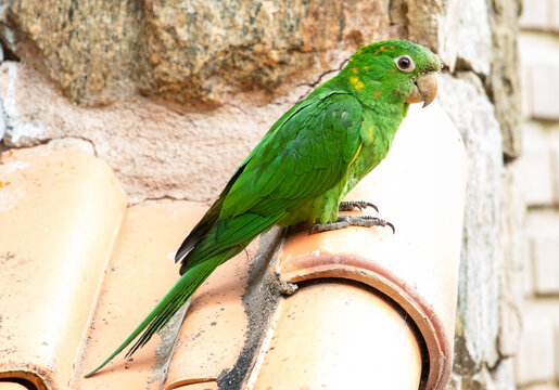 Parakeet