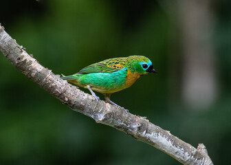 tropical bird on a branch