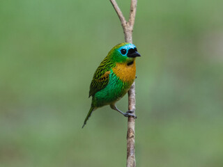 bird in twig