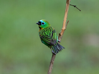 Colorful bird perched