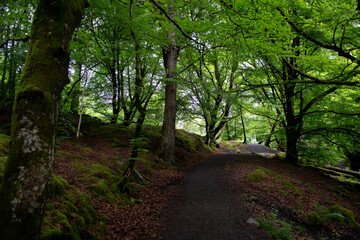 Hiking Path Through Mystic Forest To Bracklinn Falls In Village Callander Near Stirling In Scotland, UK