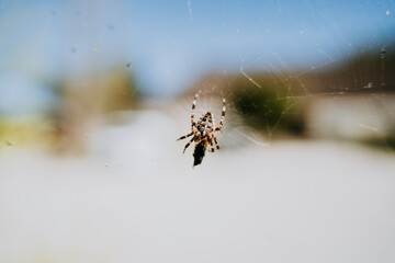 a large spider sits in its web