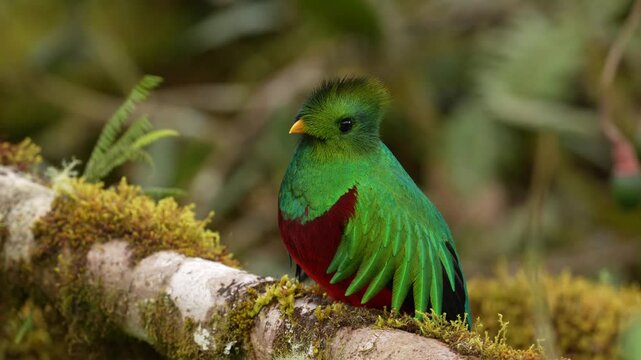 Tropic bird Quetzal, Pharomachrus mocinno, from nature Costa Rica, detail portrait. Magnificent sacred mystic green and red bird. Resplendent Quetzal in jungle habitat. Wildlife scene from Costa Rica.