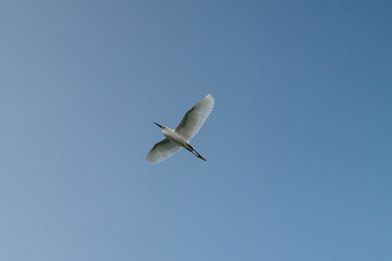Aves e Natureza da Praia do Anil, em Angra dos Reis, Rio de Janeiro, Brasil.