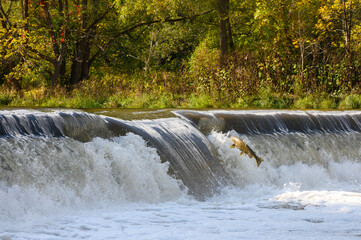 Salmon Run on the Humber River at Old Mill Park in Canada