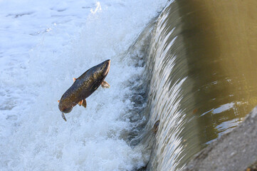 Salmon Run on the Humber River at Old Mill Park in Canada