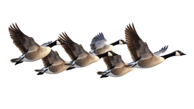 A stunning image of a flock of geese flying in unison against a clear sky, showcasing nature's grace and beauty.