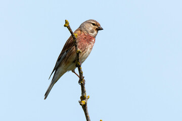 Linotte mélodieuse,.Linaria cannabina, Common Linnet