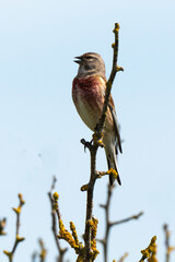 Linotte mélodieuse,.Linaria cannabina, Common Linnet