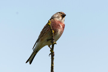 Linotte mélodieuse,.Linaria cannabina, Common Linnet