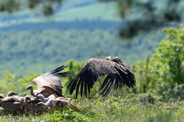 Vautour fauve,.Gyps fulvus, Griffon Vulture,, Vézouillac , Verrières, causse Rouge, Occitanie,...