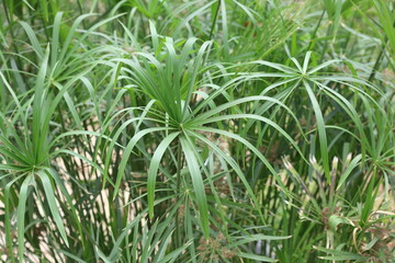 Fototapeta premium close up of leaves of cyperus alternifolius