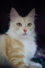 Porträt einer Türkisch Angora Katze