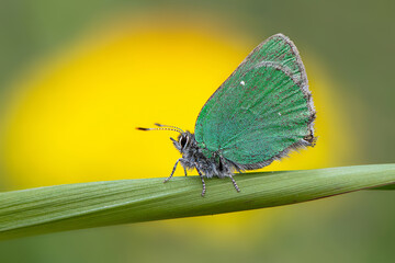 Green hairstreak butterfly ( Callophrys rubi). Green butterfly on yellow background, close-up.