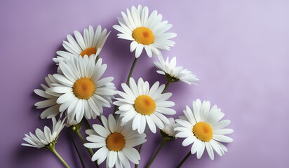 Fototapeta premium white daisies on a purple pastel paper texture background with copy space
