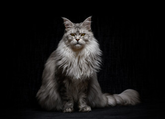 Close-up portrait of a fluffy silver grey maine coon cat sitting in front of a black background