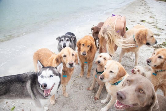 Young woman standing on a beach amongst a group of assorted dogs, Florida, USA