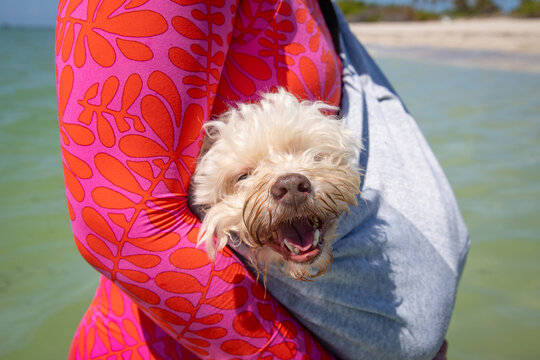 Close-up of a woman standing on the beach carrying a white havapoo in a pet sling, Florida, USA
