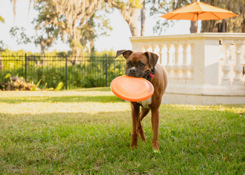 Close-up of a dog standing in a garden carrying a plastic frisbee in its mouth