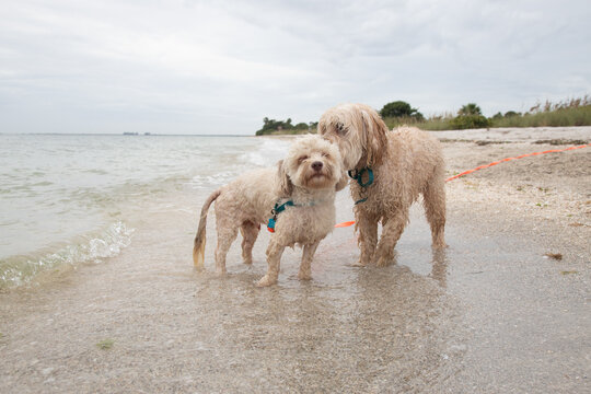 Havapoo and cockapoo standing in the shallow ocean, Florida, USA