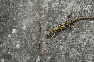 close up of a lizard on a concrete wall in toscany italy