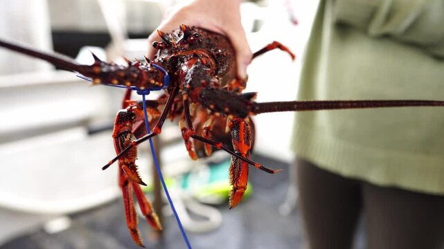 close up of a Catching live Lobster in America. lobster crayfish in Tasmania Australia. ready for chinese new year in spring