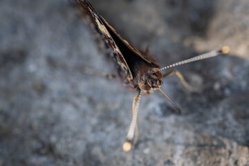 Butterfly admiral sitting on concrete.
