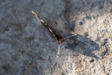 Butterfly admiral sitting on concrete.
