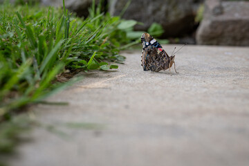 Butterfly admiral sitting on concrete.
