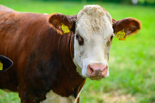 Brown grazing cow. Hereford cow at summer green field. Grazing cow at a green pasture. Summer countryside landscape and pasture for cows. Cow herd in the countryside. Cows on farmland. Milk farm.