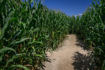 A trodden path in a field between corn.
