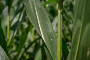 Detail of fine hairs on a corn stalk.
