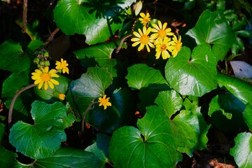 ツワブキの花