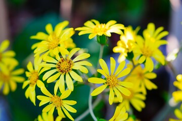 ツワブキの花